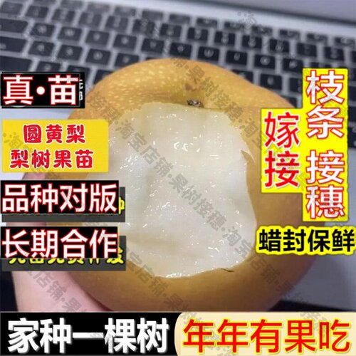 嫁接接穗枝条码子芽嫁接圆黄梨树苗脆甜黄金梨黄梨苗地栽南方北方
