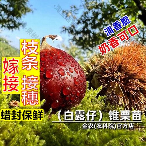 嫁接接穗枝条码子芽嫁接建瓯白露仔锥栗树果苗奶香脆尖栗子苗北南