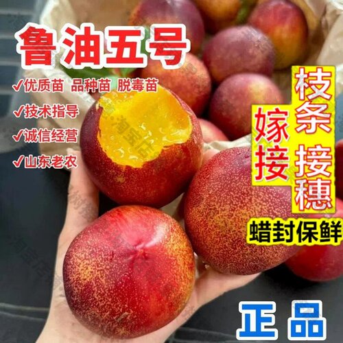 嫁接接穗枝条码子芽鲁油5号油桃苗极早熟黄肉油桃树果苗4月成熟高