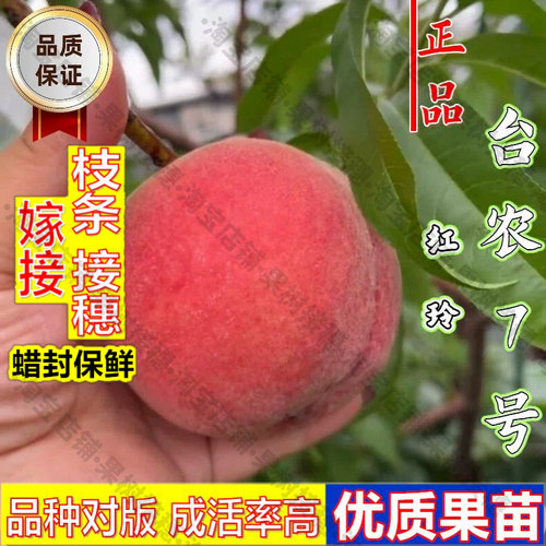 嫁接接穗枝条码子芽南方种植庭院桃树果苗台农蜜7号红玲水蜜桃树