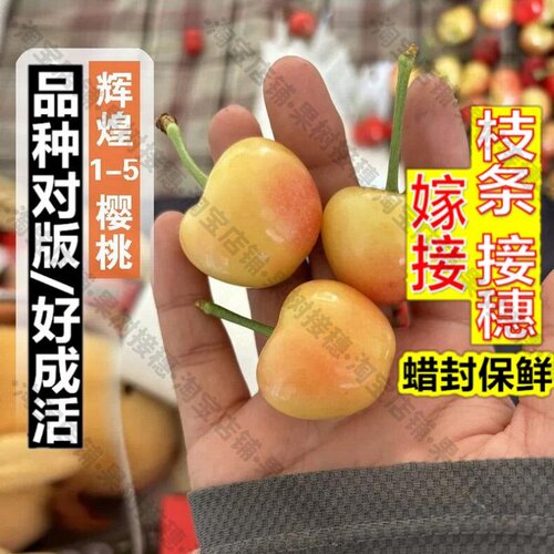 嫁接接穗枝条码子芽晚熟鲁樱五号黄蜜大樱桃树苗嫁接辉煌1-5樱桃