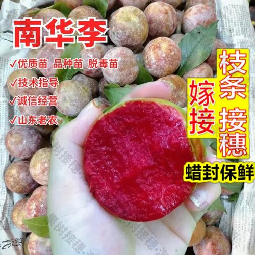 嫁接接穗枝条码子芽晚熟南华李树苗李子树苗嫁接三华李苗南北方庭