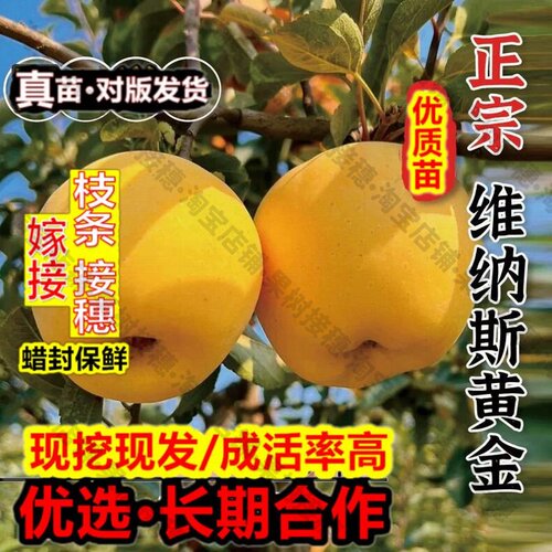 嫁接接穗枝条码子芽嫁接奶油富士苹果树苗山东烟台维纳斯黄金苹果
