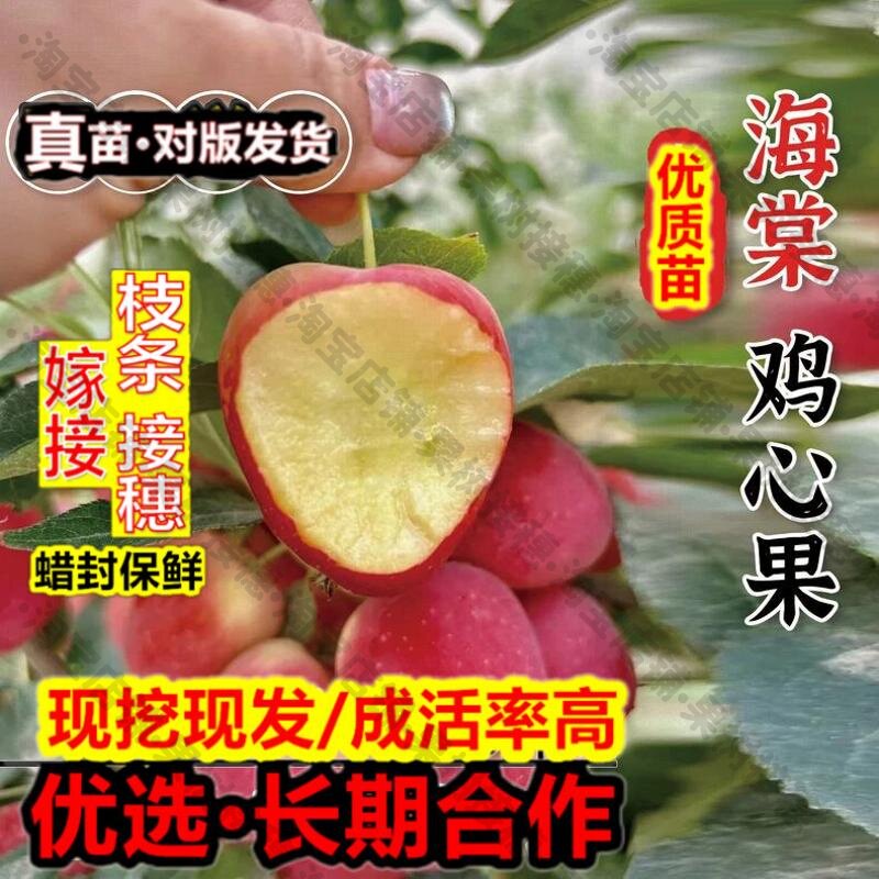 嫁接接穗枝条码子芽嫁接鸡心果苹果树苗耐寒东北锦绣海棠小苹果苗图片