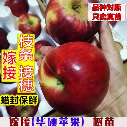 嫁接接穗枝条码子芽嫁接华硕苹果树苗脆甜苹果苗北方庭院盆栽地栽