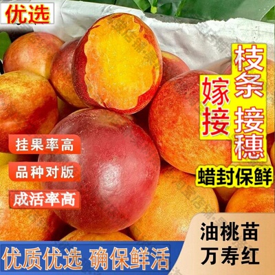 嫁接接穗枝条码子芽晚熟冬桃油桃树苗水蜜桃万寿红黄油桃苗南方北