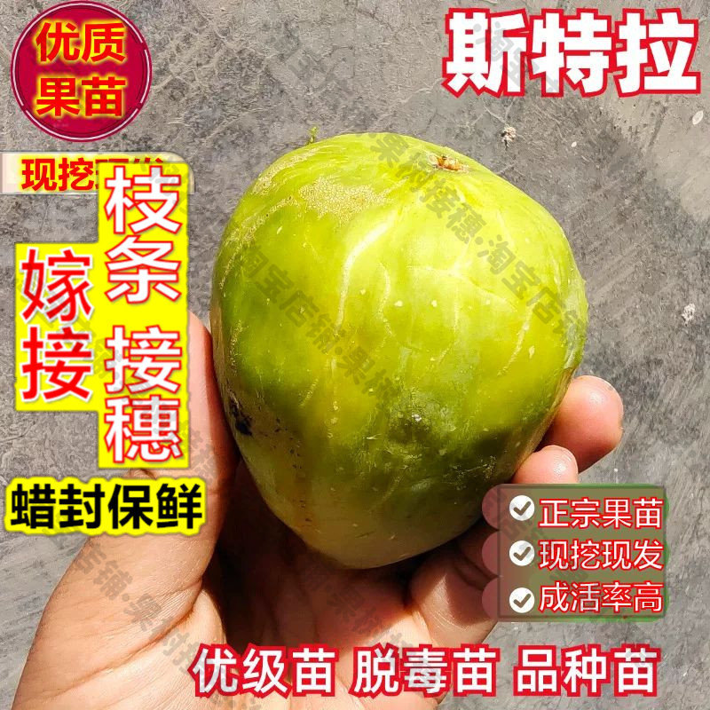 嫁接接穗枝条码子芽斯特拉无花果树苗抗寒糖心红心无花果苗北南方图片