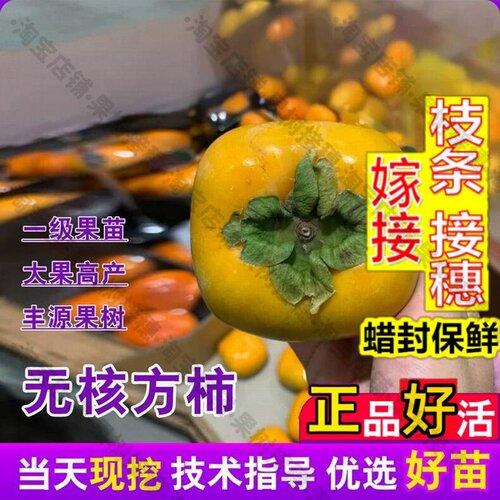 嫁接接穗枝条码子芽老品种梅花无核方柿树苗嫁接软甜柿子苗特大庭