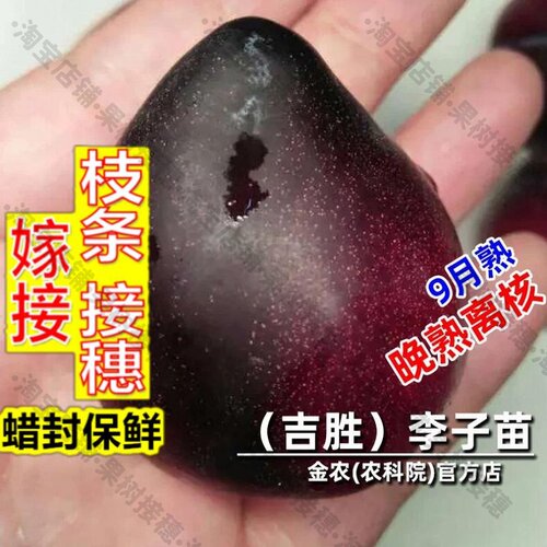 嫁接接穗枝条码子芽嫁接吉胜李子树苗东北极耐寒鸡心李子苗南北方