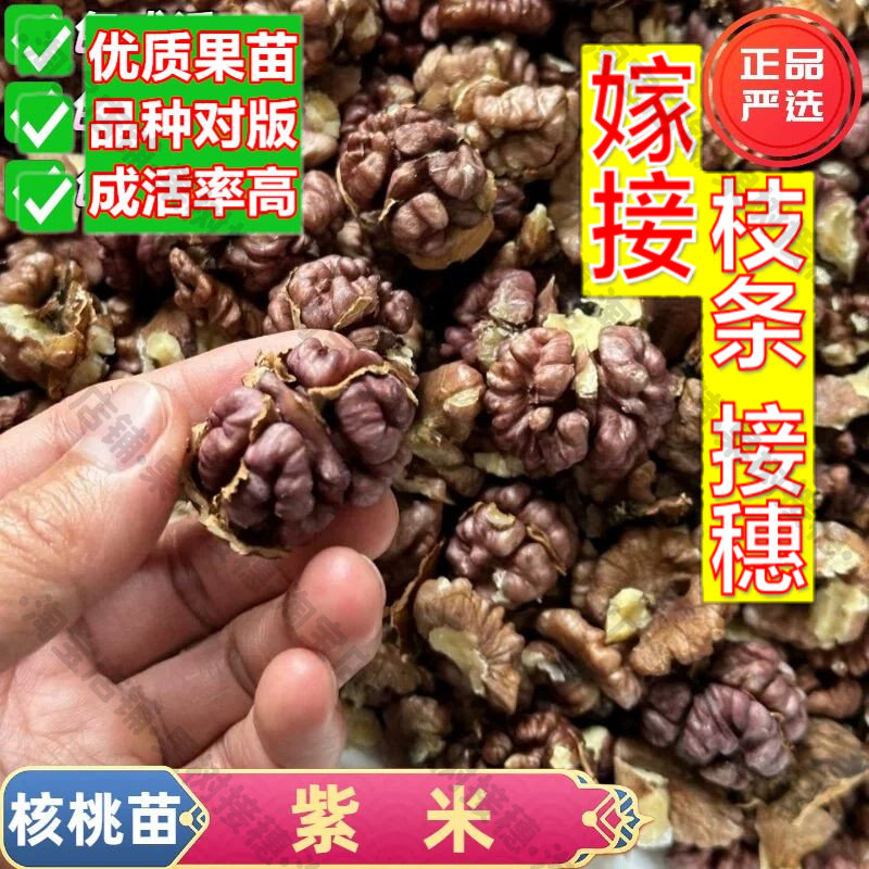 嫁接接穗枝条码子芽云南漾濞野生红衣尖嘴紫米核桃树苗娘亲紫衣仁图片