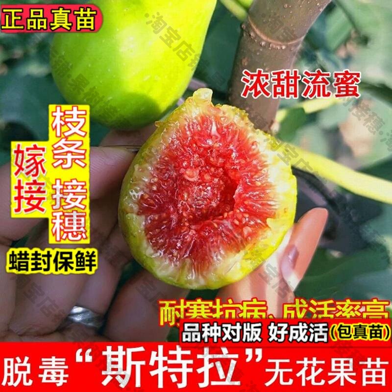 嫁接接穗枝条码子芽斯特拉无花果树苗糖心无花果苗耐寒南方北方盆图片