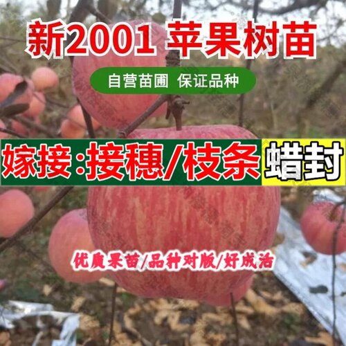 嫁接接穗枝条码子芽新2001苹果苗烟台红富士条纹红苹果树苗嫁接乔