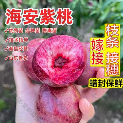 嫁接接穗枝条码子芽如皋紫桃树苗海安紫桃苗盆栽地栽酸甜离核紫色