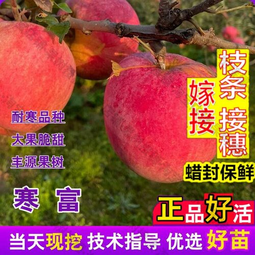 嫁接接穗枝条码子芽嫁接抗冻寒富苹果苗耐寒脆甜庭院盆栽红富士苹