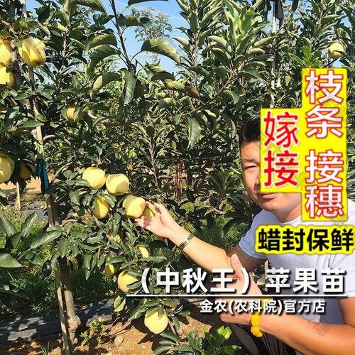 嫁接接穗枝条码子芽嫁接中秋王苹果树果苗红富士脆甜苹果树苗早熟