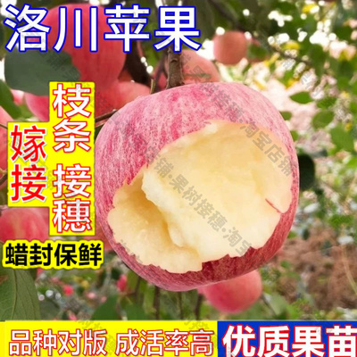 嫁接接穗枝条码子芽洛川苹果树果苗南方北方种植盆栽果树庭院地栽