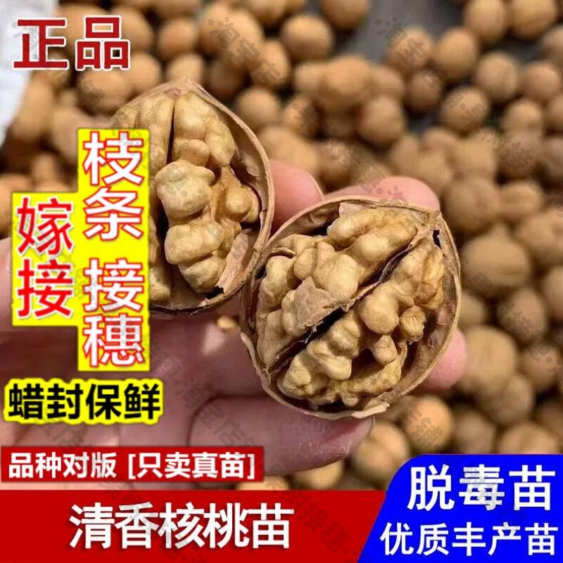 嫁接接穗枝条码子芽清香薄皮核桃树苗纸皮薄壳核桃苗盆栽庭院地栽图片