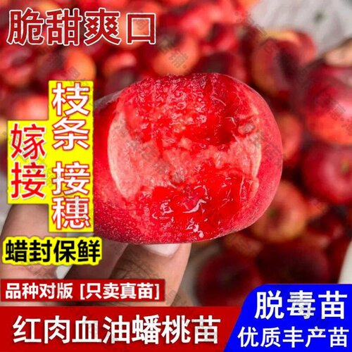 嫁接接穗枝条码子芽新品种红肉血油蟠桃树苗嫁接血蟠桃苗盆栽庭院