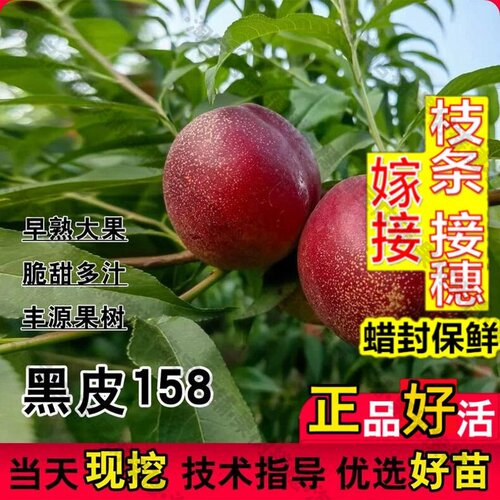 嫁接接穗枝条码子芽新品种极早熟黑皮158油桃苗特大油桃树果苗6月