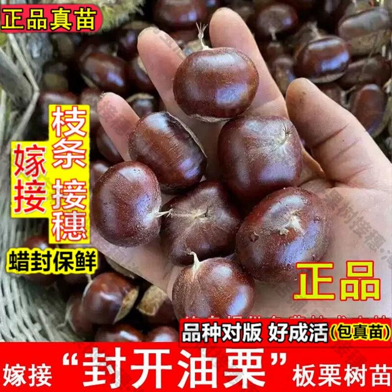 嫁接接穗枝条码子芽嫁接封开油栗水果种子/种苗