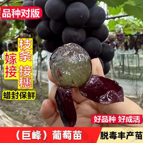 嫁接接穗枝条码子芽巨峰葡萄树苗老品种无籽葡萄树苗庭院爬藤北方
