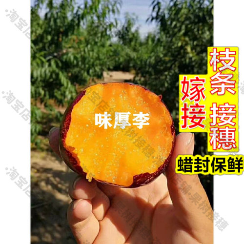 嫁接接穗枝条码子芽晚熟大果甜李树果苗嫁接美国杏李树苗黄肉味厚