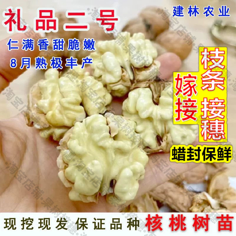 嫁接接穗枝条码子芽核桃树果苗嫁接礼品二号薄皮核桃树苗耐寒纸皮图片