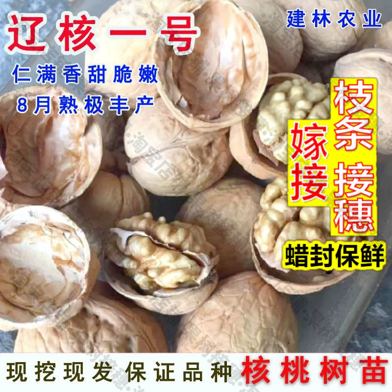 嫁接接穗枝条码子芽核桃树果苗嫁接辽核一号薄皮核桃树苗耐寒纸皮图片