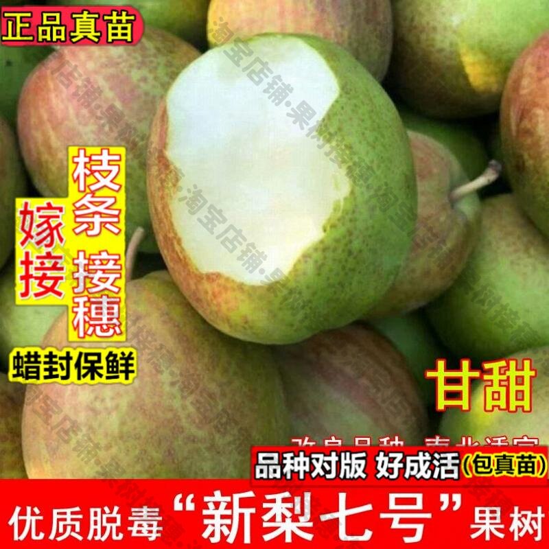 嫁接接穗枝条码子芽新梨七号梨树水果种子/种苗