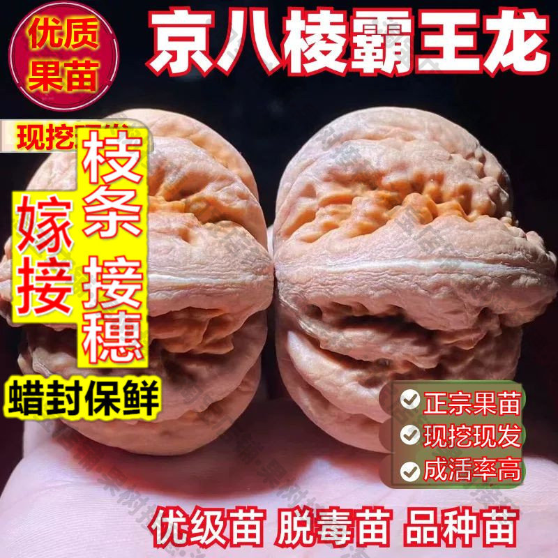 嫁接接穗枝条码子芽京八棱文玩核桃树苗小手捻山核桃白狮子头正圆