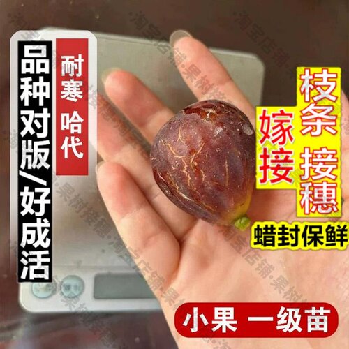 嫁接接穗枝条码子芽耐寒糖心无花果树苗阳台盆栽庭院地栽抗冻哈代