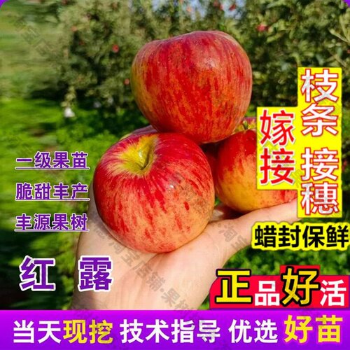 嫁接接穗枝条码子芽嫁接早熟冰糖心苹果树苗庭院矮化红露苹果苗特