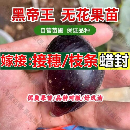嫁接接穗枝条码子芽黑帝王无花果树苗双色高甜软糯抗寒无花果苗四