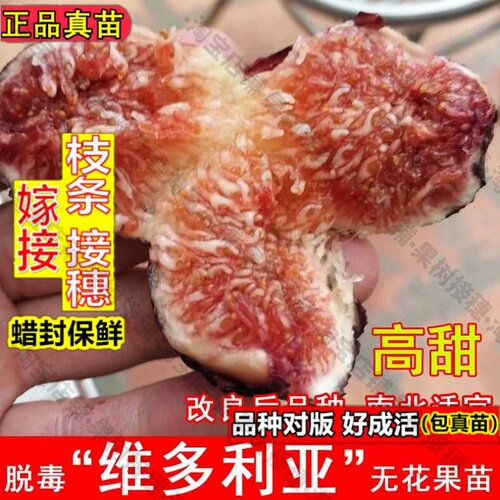 嫁接接穗枝条码子芽维多利亚无花果树苗日本紫果无花果苗南方北方