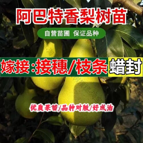 嫁接接穗枝条码子芽新品种梨树果苗阿巴特梨苗长颈梨西洋梨啤梨树