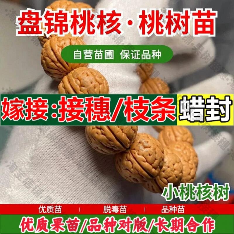 嫁接接穗枝条码子芽东北文玩盘锦小桃核树苗嫁接脐中脐奶油皮桃苗图片