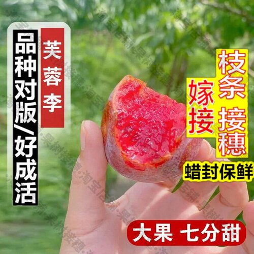 嫁接接穗枝条码子芽芙蓉李子树苗嫁接苹果李子苗地栽盆栽南北方种