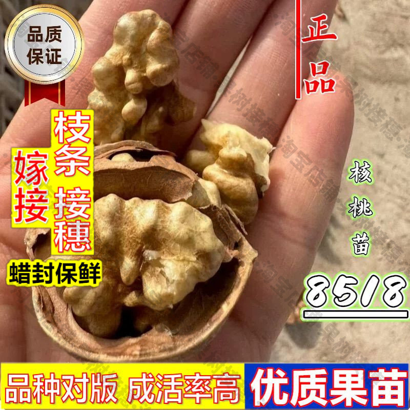 嫁接接穗枝条码子芽核桃树苗耐寒南北方种植嫁接8518薄皮纸皮核桃图片