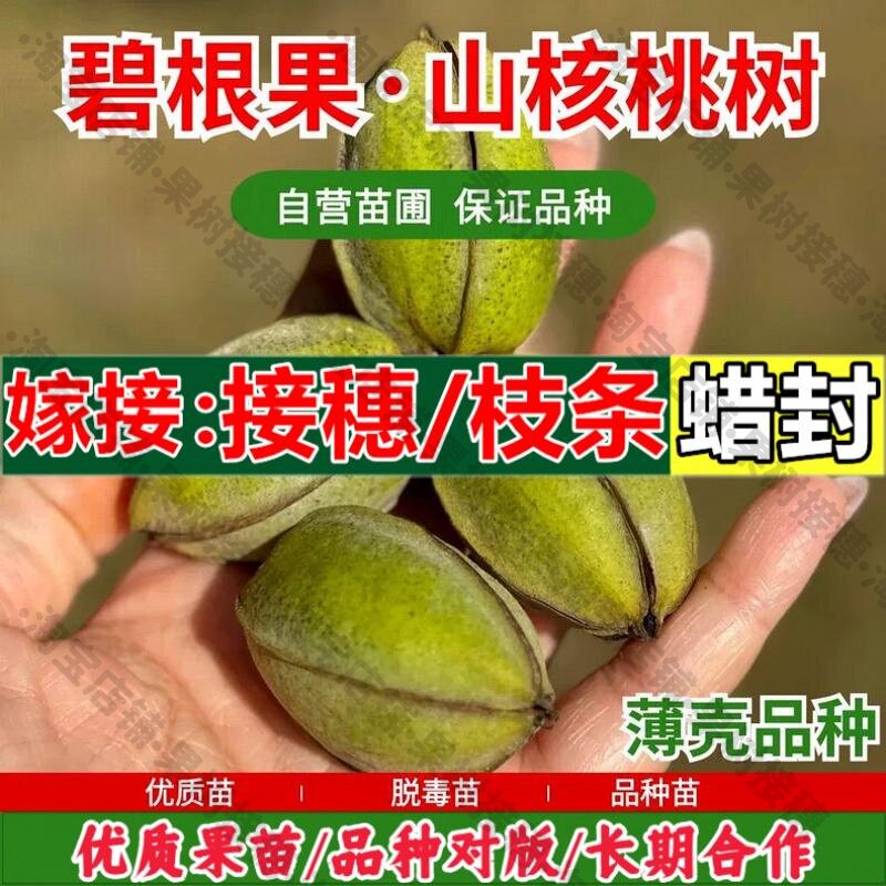 嫁接接穗枝条码子芽嫁接碧根果苗美国山核桃树苗薄壳核桃苗南北方