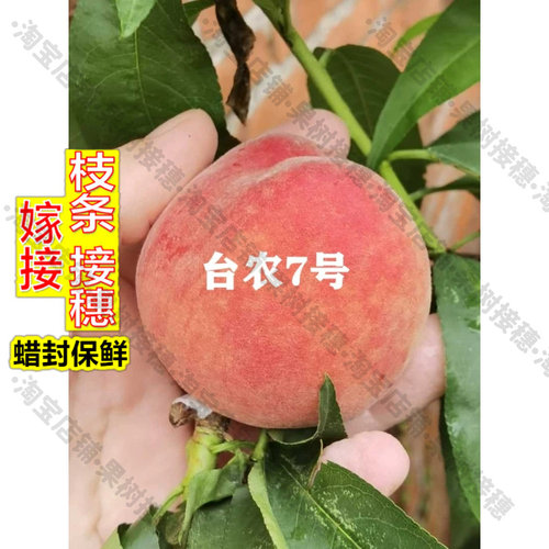 嫁接接穗枝条码子芽嫁接台农7号水蜜桃树苗5月成熟红玲平地水蜜桃