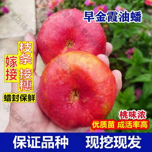 嫁接接穗枝条码子芽金霞早油蟠桃树苗新品种桃树苗嫁接南方北方种
