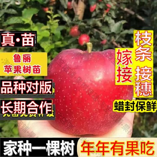 嫁接接穗枝条码子芽特早熟鲁丽苹果树苗全红特大脆甜七月成熟鲁丽