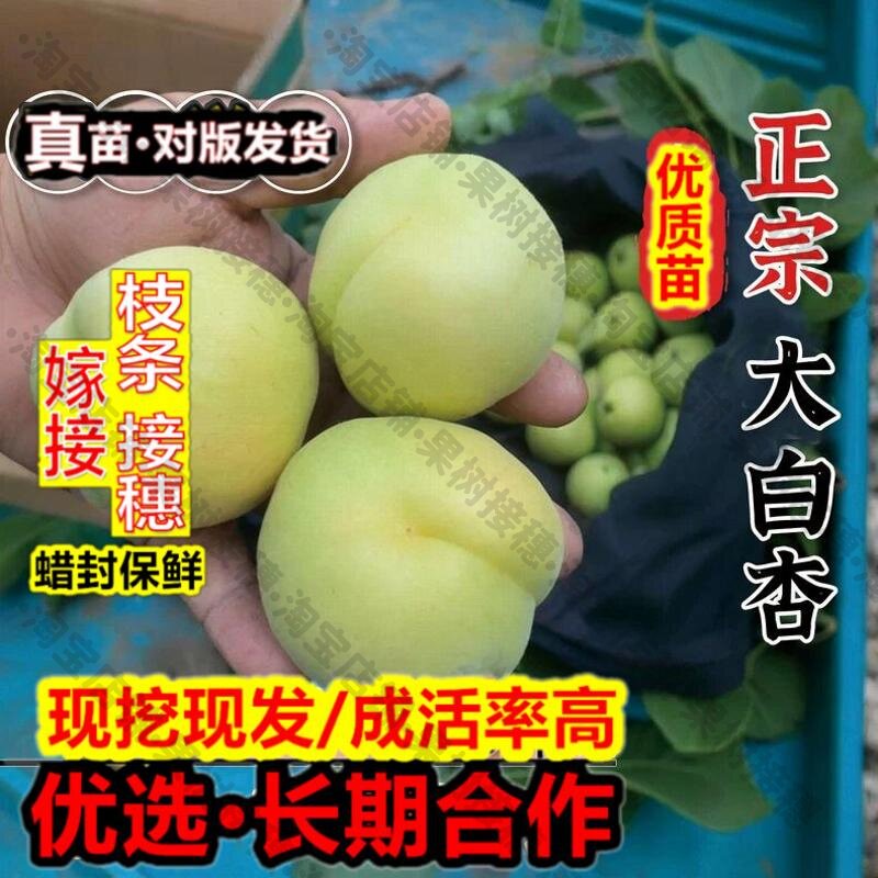 嫁接接穗枝条码子芽特大耐寒杏树果苗活苗嫁接新疆大白杏树苗蜜甜