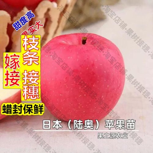 嫁接接穗枝条码子芽富士苹果树苗日本陆奥苹果嫁接果树苗