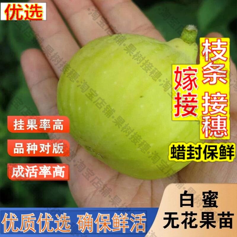 嫁接接穗枝条码子芽白蜜无花果树苗盆栽地载南北方种植矮化无花果图片