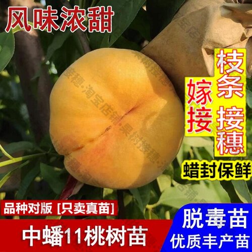 嫁接接穗枝条码子芽黄金毛蟠桃树果苗嫁接中蟠11蟠桃苗7月成熟盆