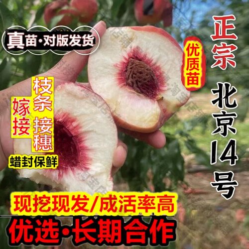 嫁接接穗枝条码子芽嫁接北京14号桃苗老品种桃树果苗京玉早玉早十