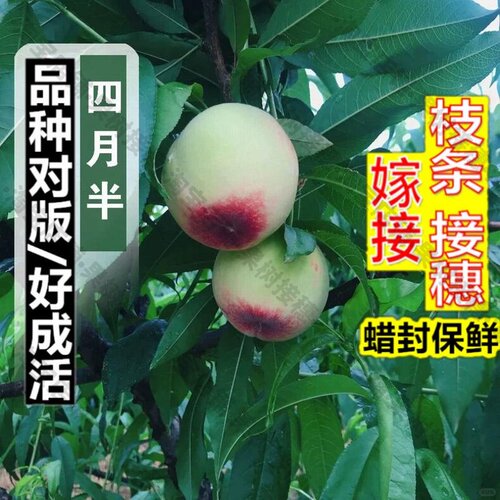 嫁接接穗枝条码子芽老品种四月半桃树苗极早熟一点红桃苗5月红甜