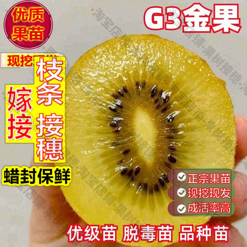 嫁接接穗枝条码子芽嫁接阳光金果G3猕猴桃树苗黄心黄肉奇异果苗地