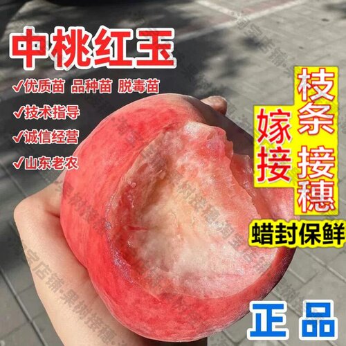 嫁接接穗枝条码子芽嫁接桃树果苗早熟脆甜桃树苗10-7中桃红玉桃苗